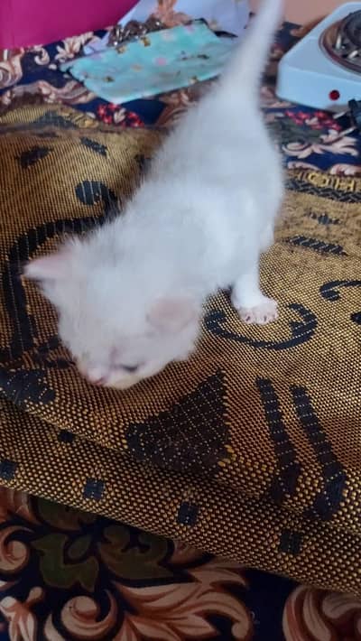 kittens parsian tripal code