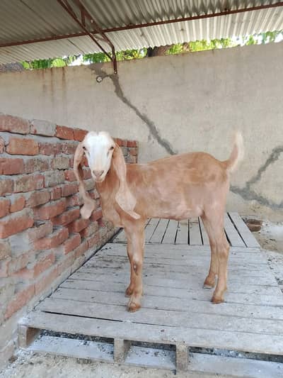 bakri