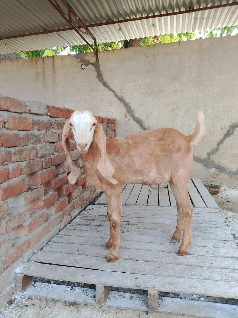 bakri 0