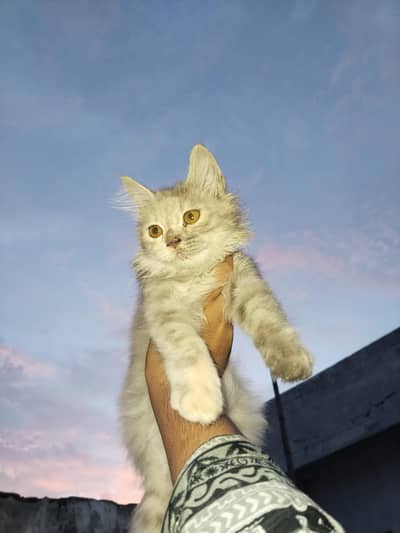 2 female 6 months kitten