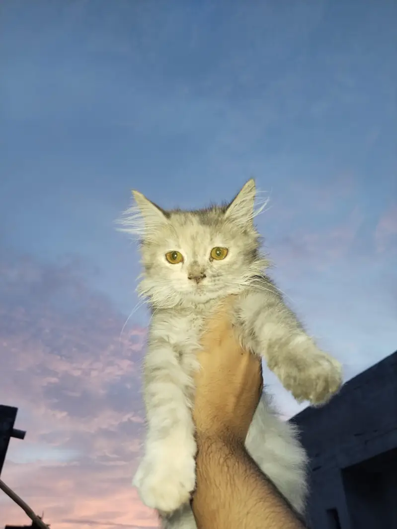 2 female 6 months kitten — photo 2