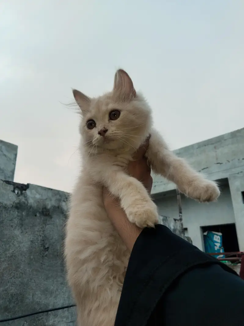2 female 6 months kitten — photo 3