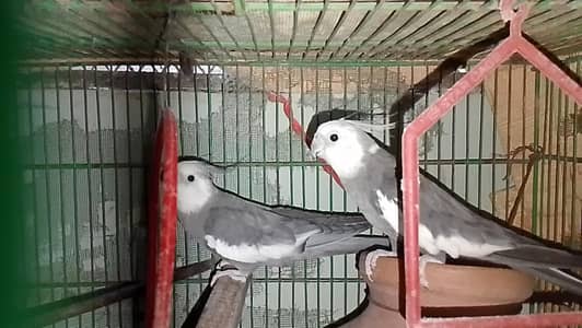 Whiteface Cockatiel