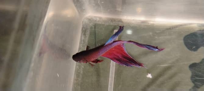 betta fish