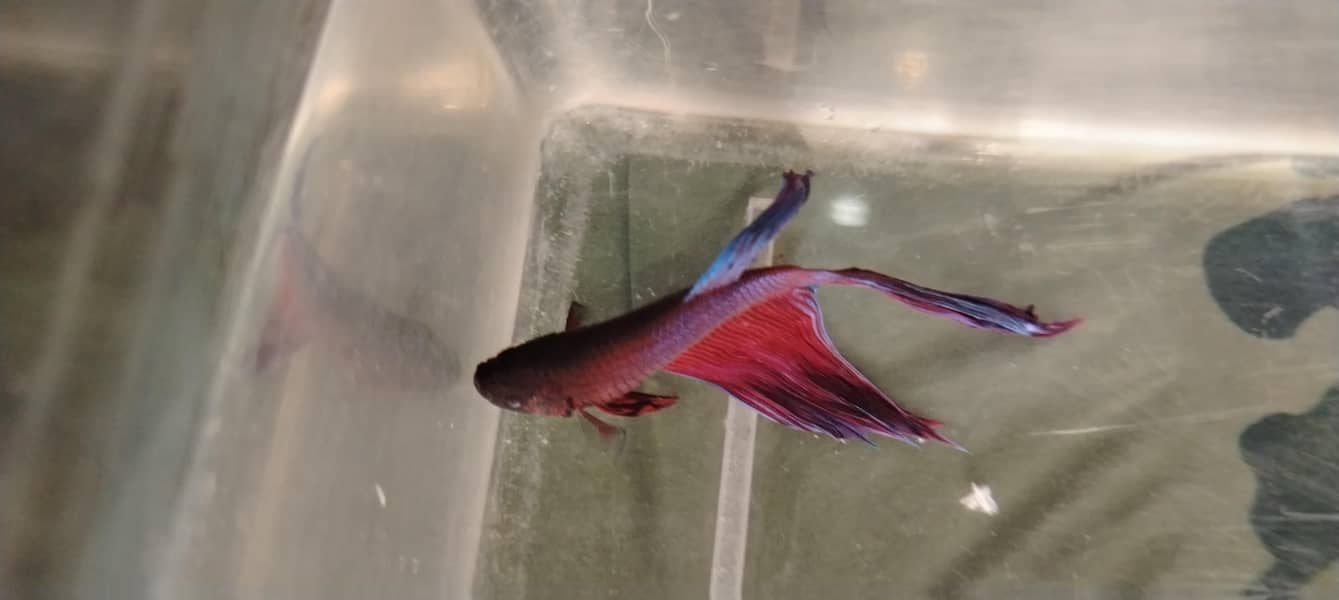 betta fish 0