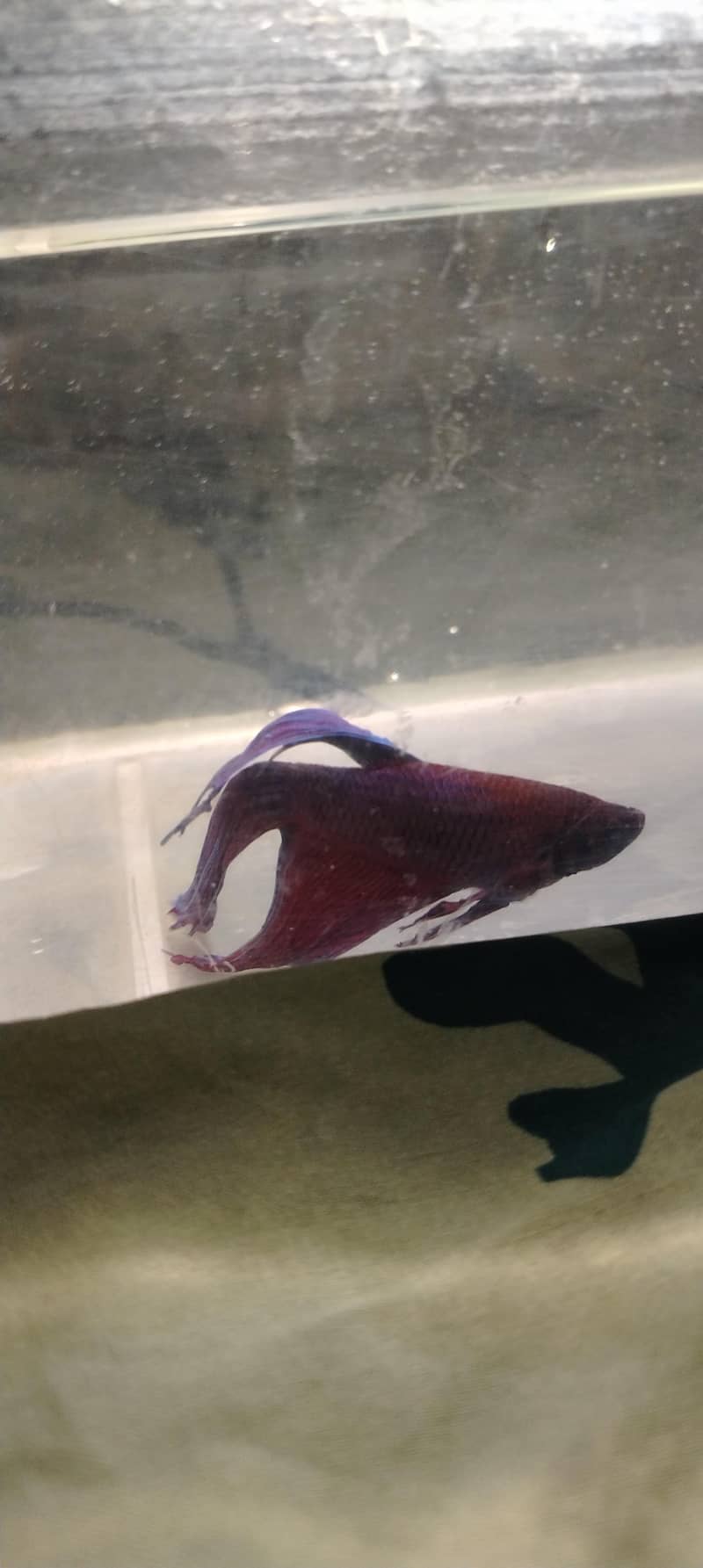 betta fish 1