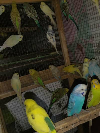 healthy and active breeder pair