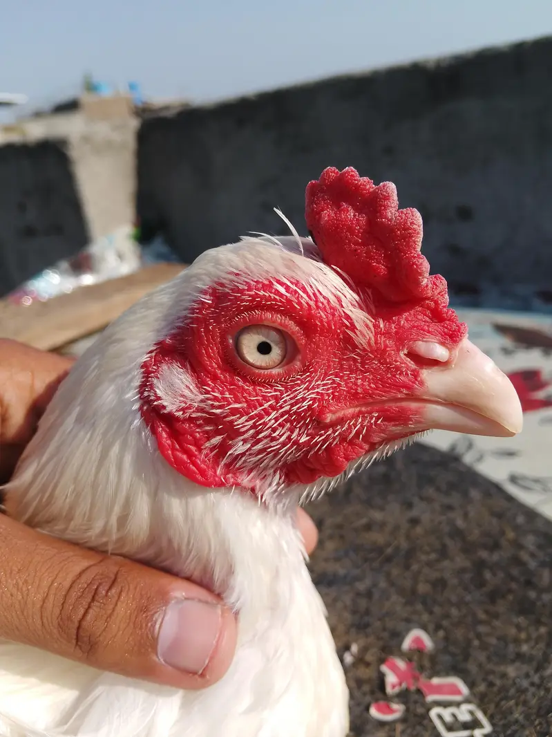 paper white heers aseel — photo 2