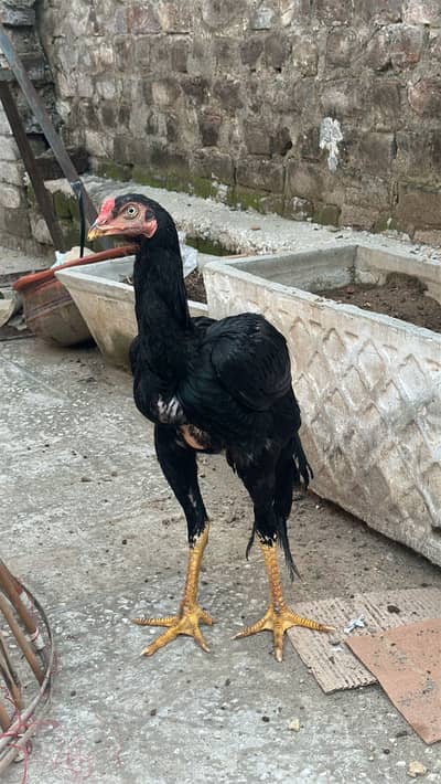 Mushka patha for sale