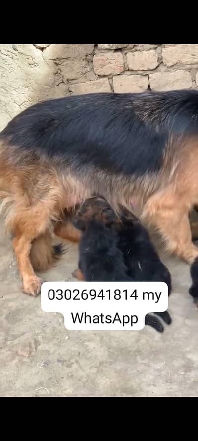German Shepherd dog for sale male or female healthy or active