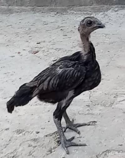 drogan female for sale Whatsapp 03416852769