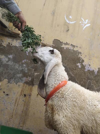 pure larkana dumba