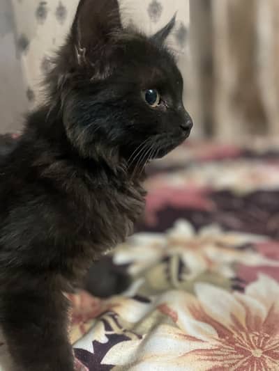 Triple coat persian for sale Home bread