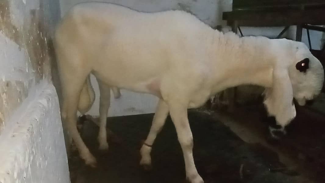 khajla 5 point 0