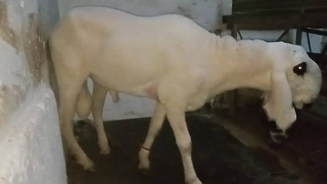 khajla 5 point 1