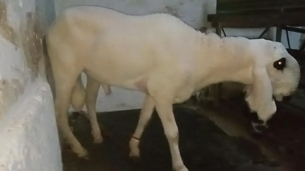 khajla 5 point — photo 2