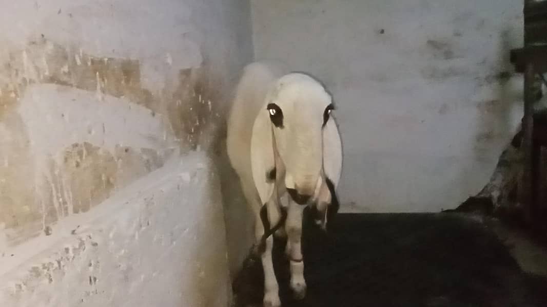 khajla 5 point 3