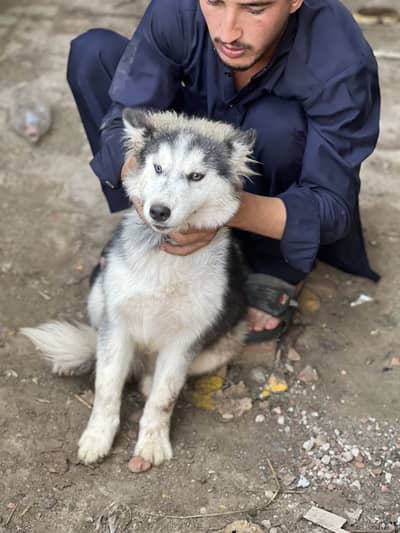 Siberian husky pair h male and female