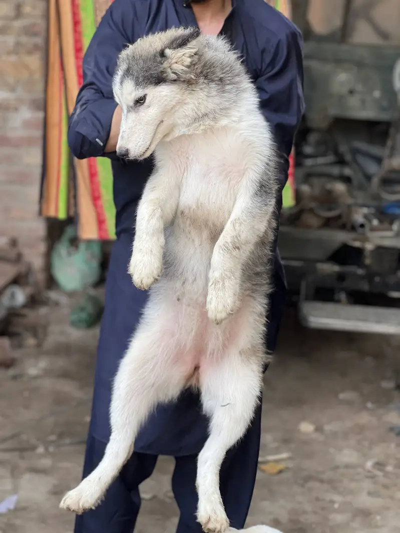 Siberian husky pair h male and female — photo 3