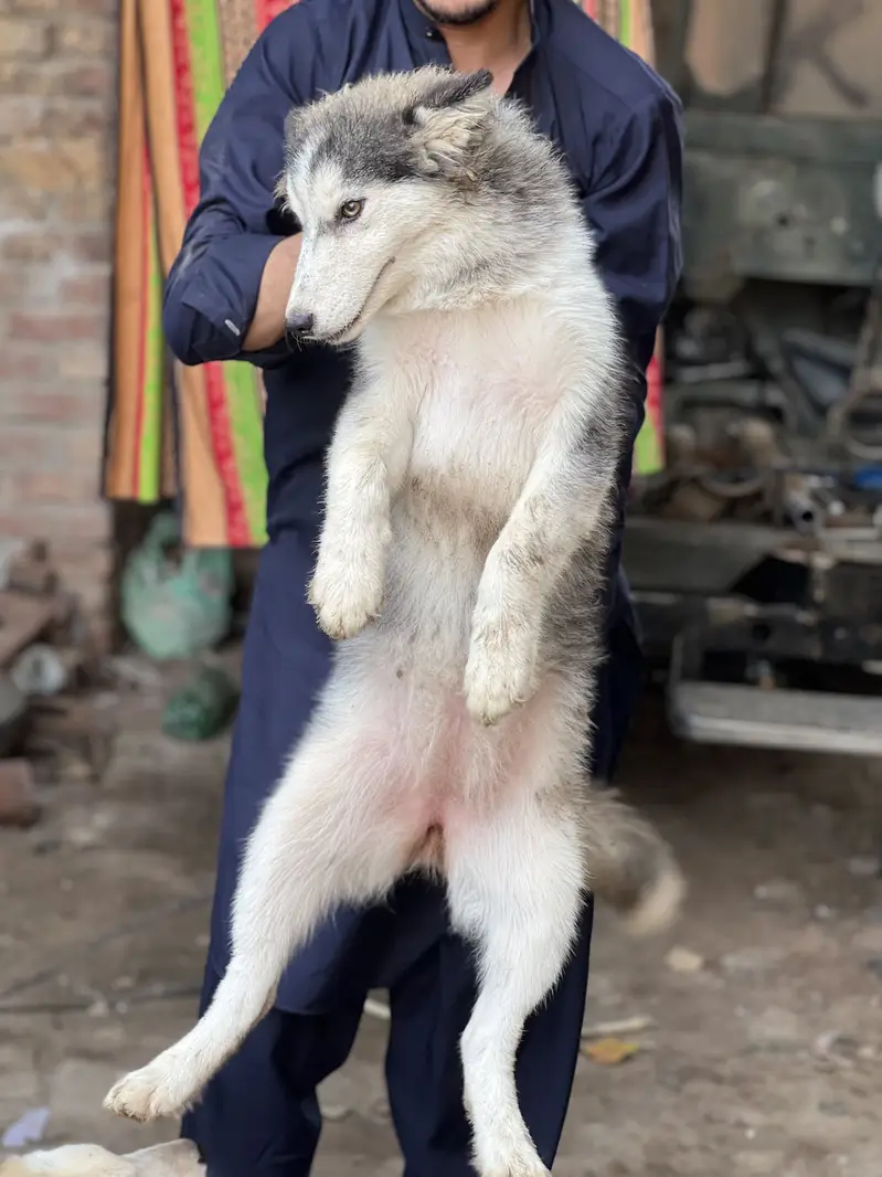 Siberian husky pair h male and female — photo 4
