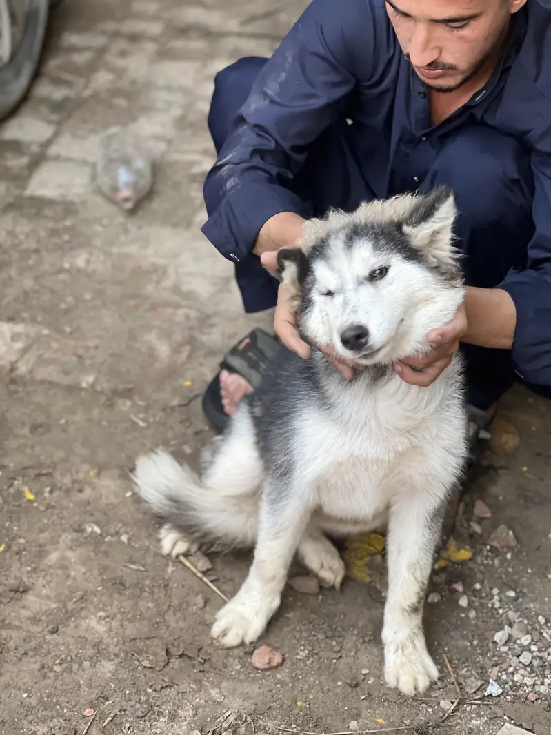 Siberian husky pair h male and female — photo 8