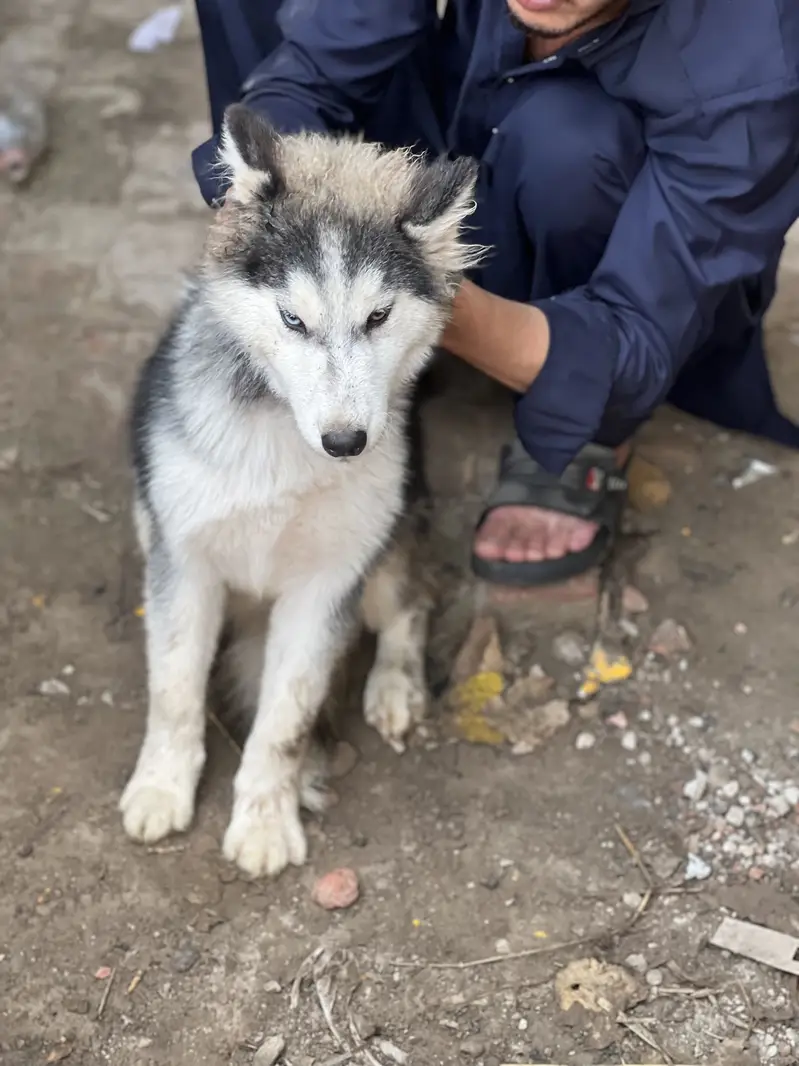 Siberian husky pair h male and female — photo 10