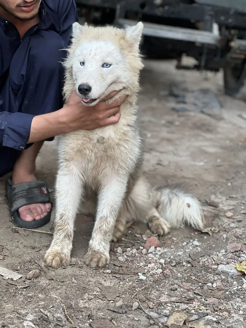 Siberian husky pair h male and female — photo 11