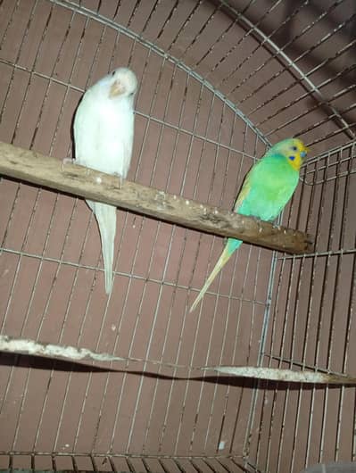 parrot