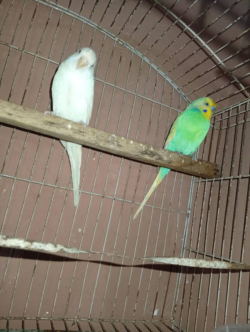 parrot 0