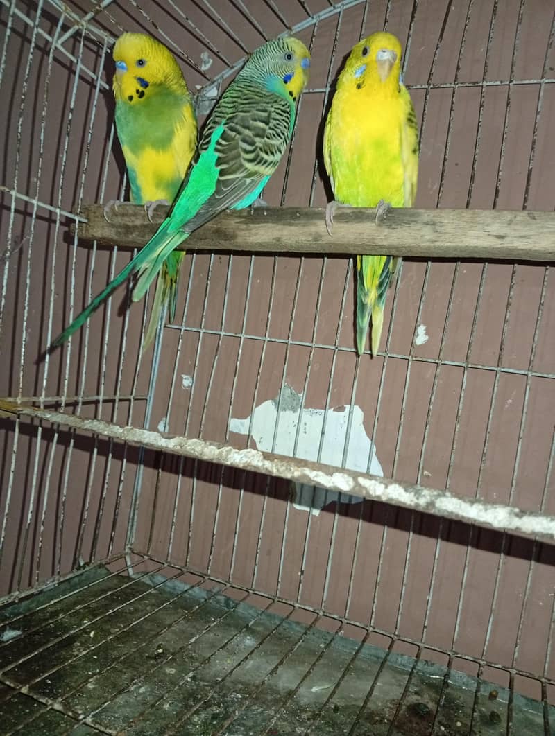parrot 1