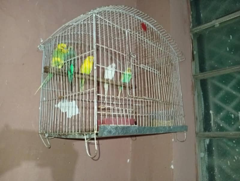 parrot 2