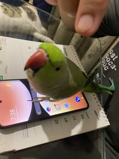 brand new green model