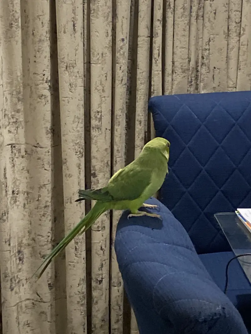 brand new green model — photo 5