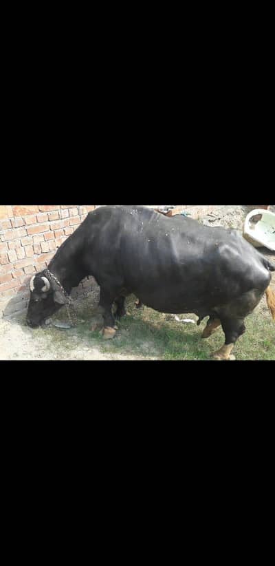 Cattle & Buffalo for Sale – Lahore