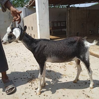 Black Tapri Goat