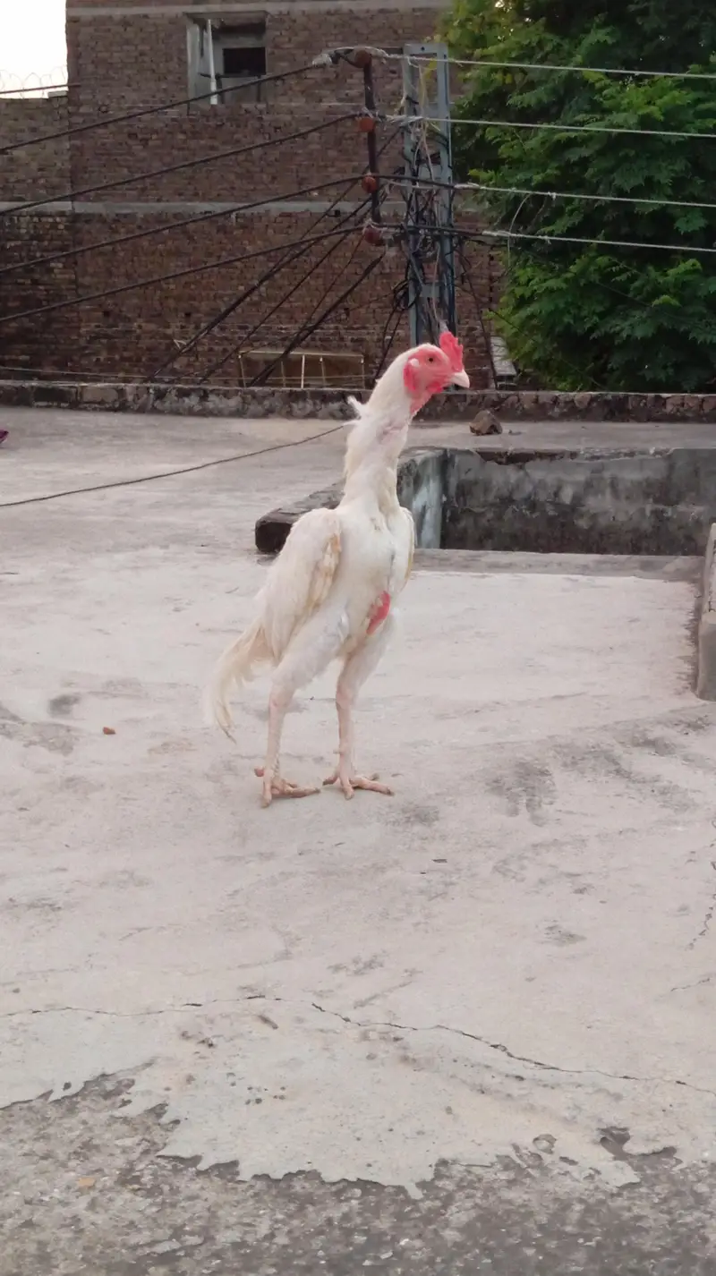 Paper white aseel — photo 7