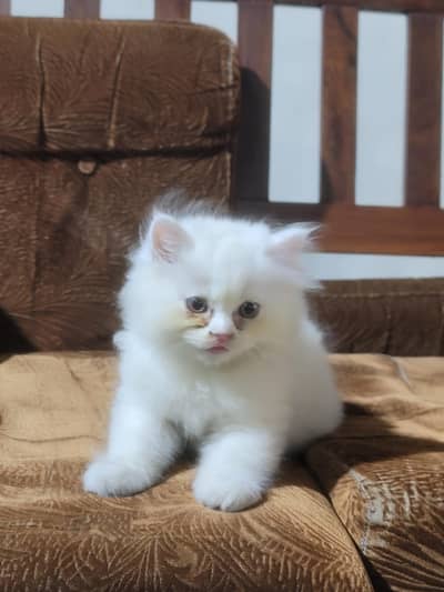 serious byer rabta kry