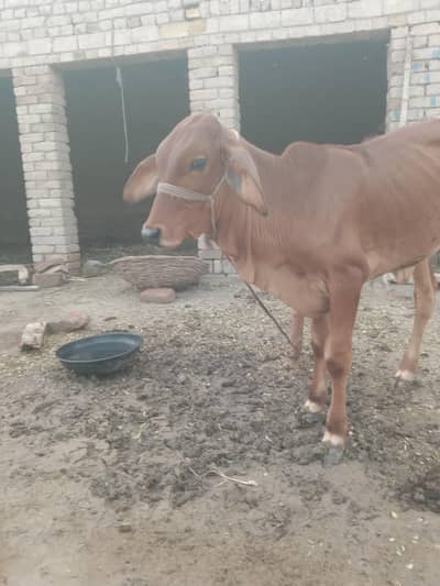 Brahman cross female