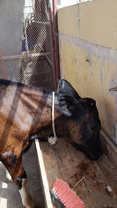 Kubsurat bachra calf