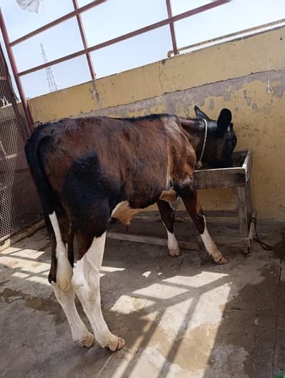 Kubsurat bachra calf