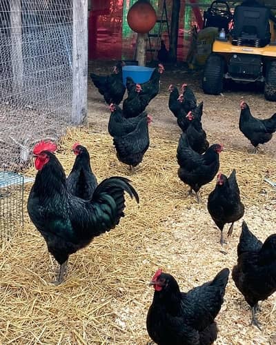 Australop fertile eggs