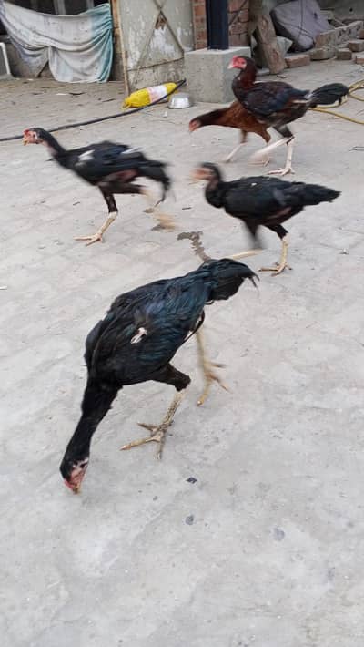 Black Aseel for sale 0346 4042257