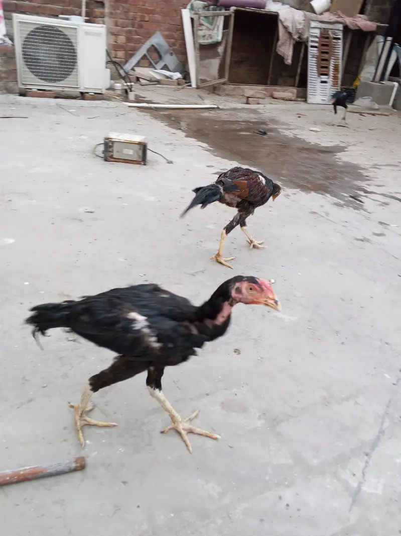 Black Aseel for sale 0346 4062257 — photo 2
