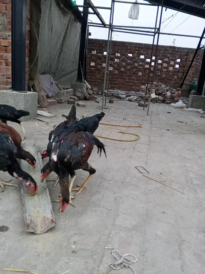 Black Aseel for sale 0346 4062257 — photo 3