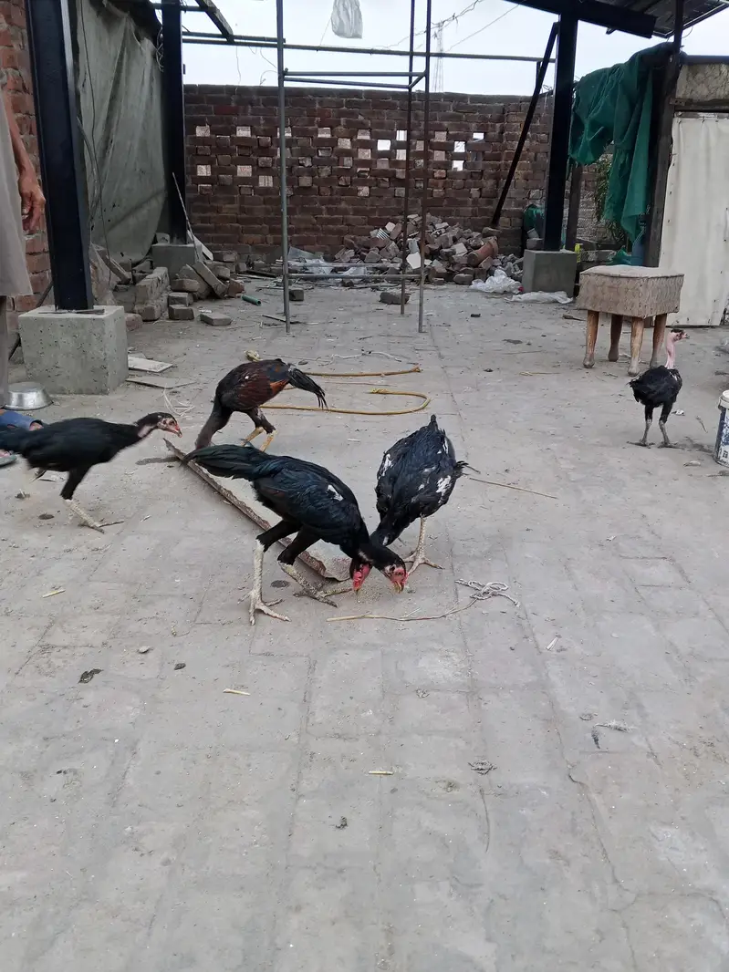 Black Aseel for sale 0346 4062257 — photo 4