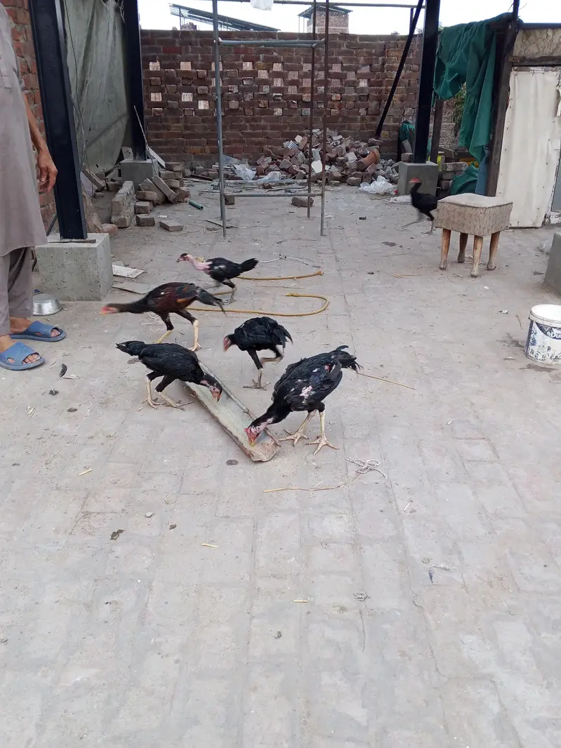 Black Aseel for sale 0346 4062257 — photo 5