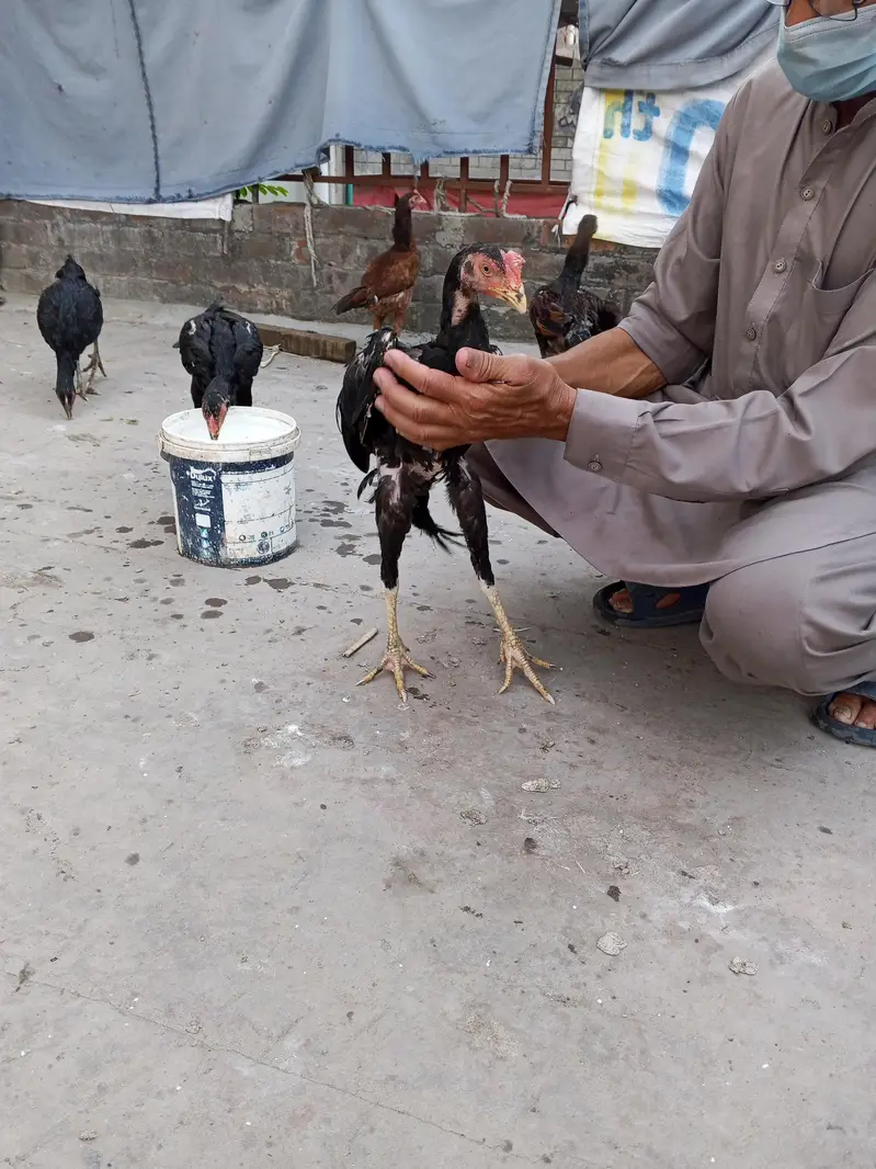 Black Aseel for sale 0346 4062257 — photo 6