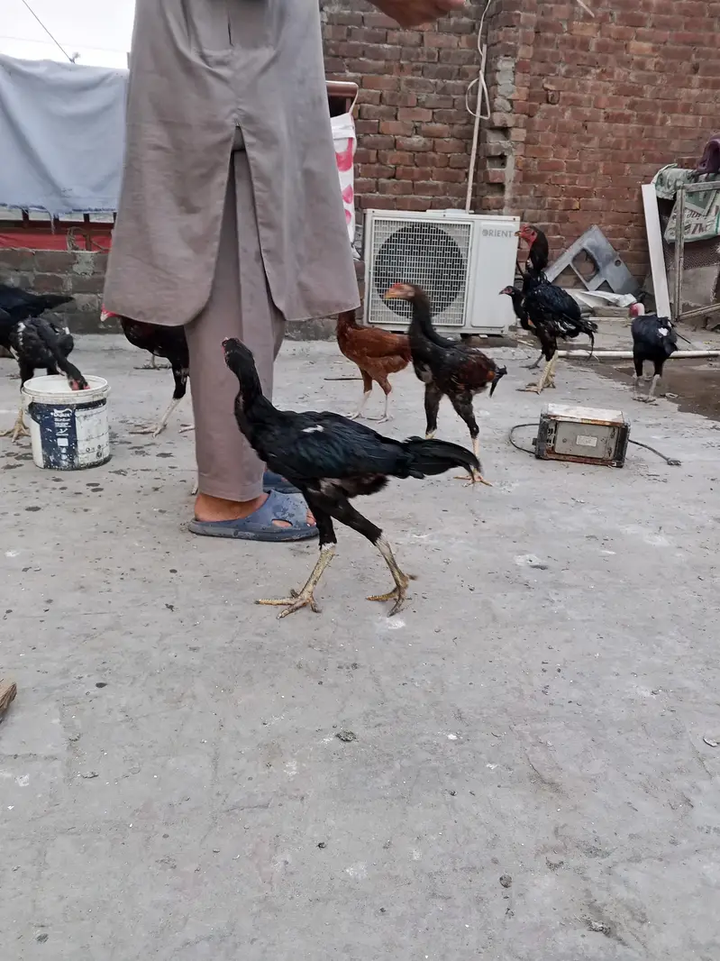 Black Aseel for sale 0346 4062257 — photo 7
