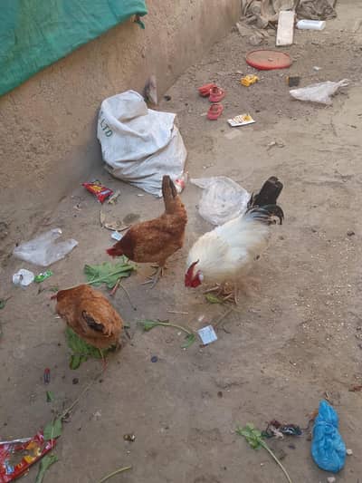 Desi murgia or murgha or golden buff or white buff pair hai Pura
