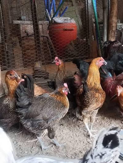 Australian Totay, Misri Chicks & Healthy birds